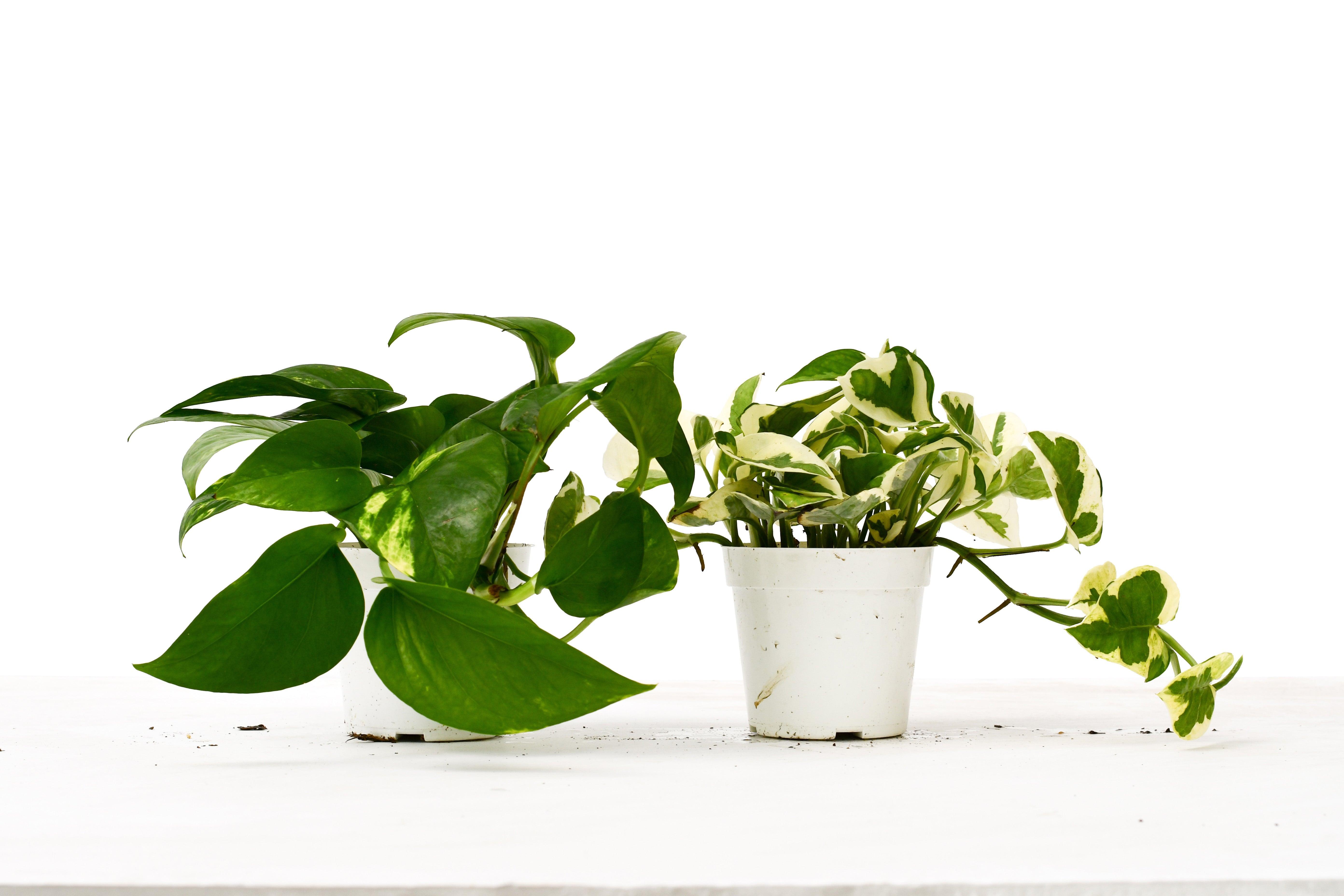 2 Pothos Variety Pack - 4